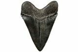 Fossil Megalodon Tooth - South Carolina #310073-1